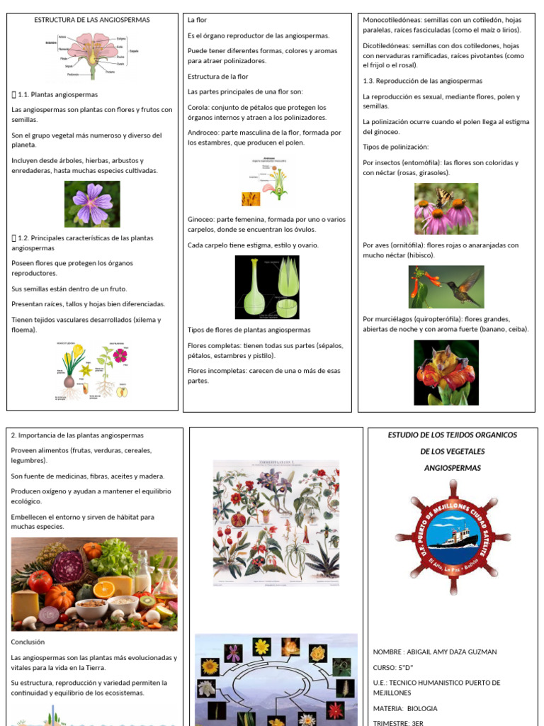 Estructura y Reproducción de Angiospermas | PDF | Flores | Plantas