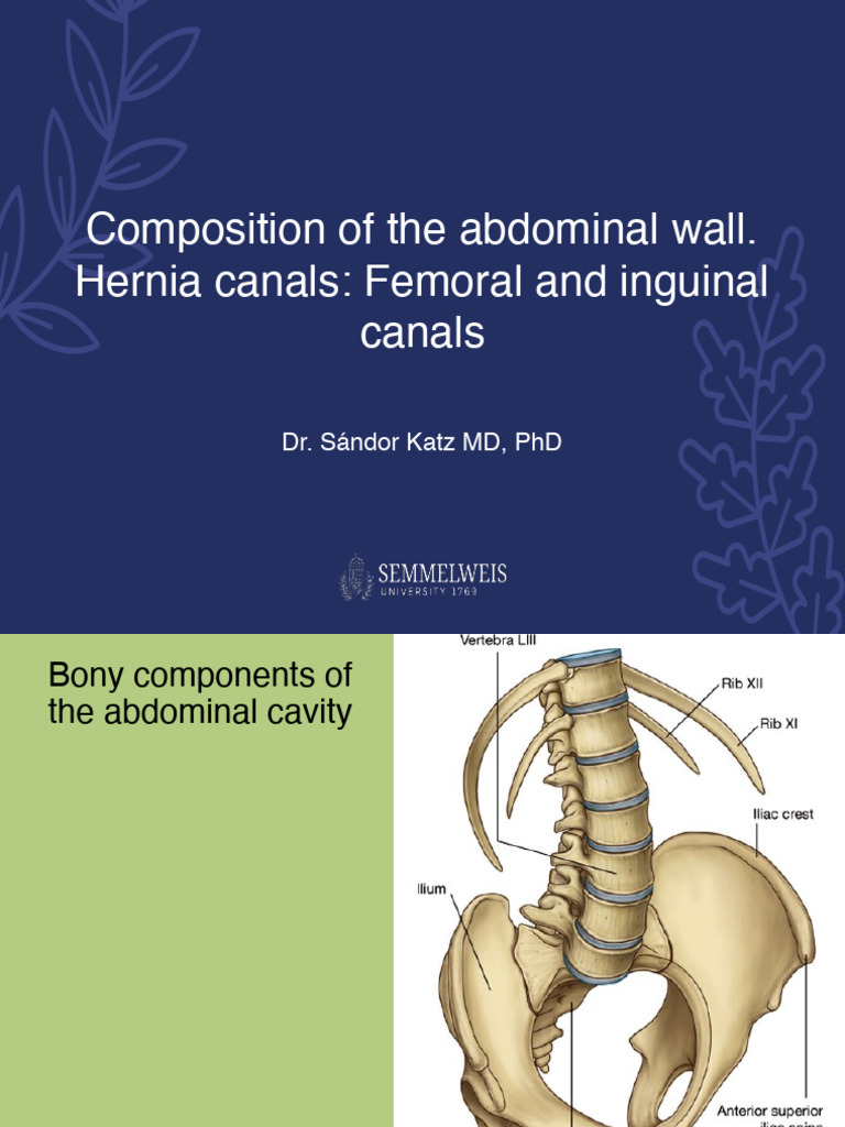 Anatomy of Abdominal Wall Muscles | PDF | Abdomen | Human Anatomy