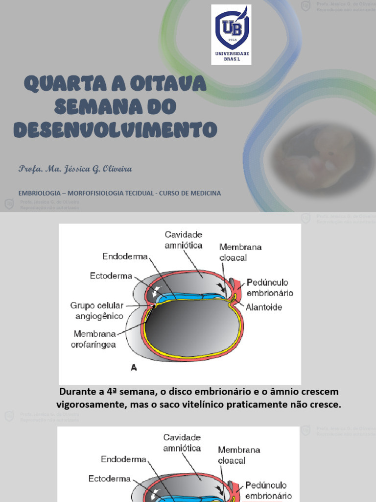 Quarta a Oitava Semana Do Desenvolvimento - Jéssica | PDF | Embrião ...