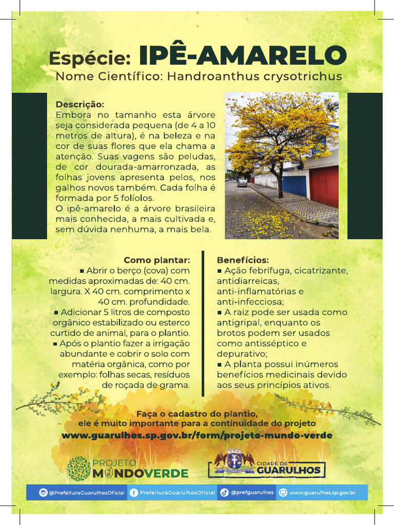 Folheto Ipe Amarelo | PDF