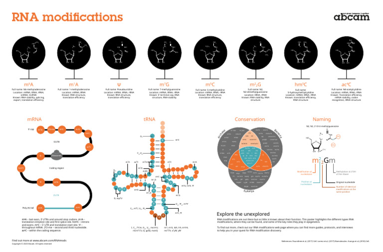 RNA Modifications and Their Functions | PDF | Rna | Translation (Biology)