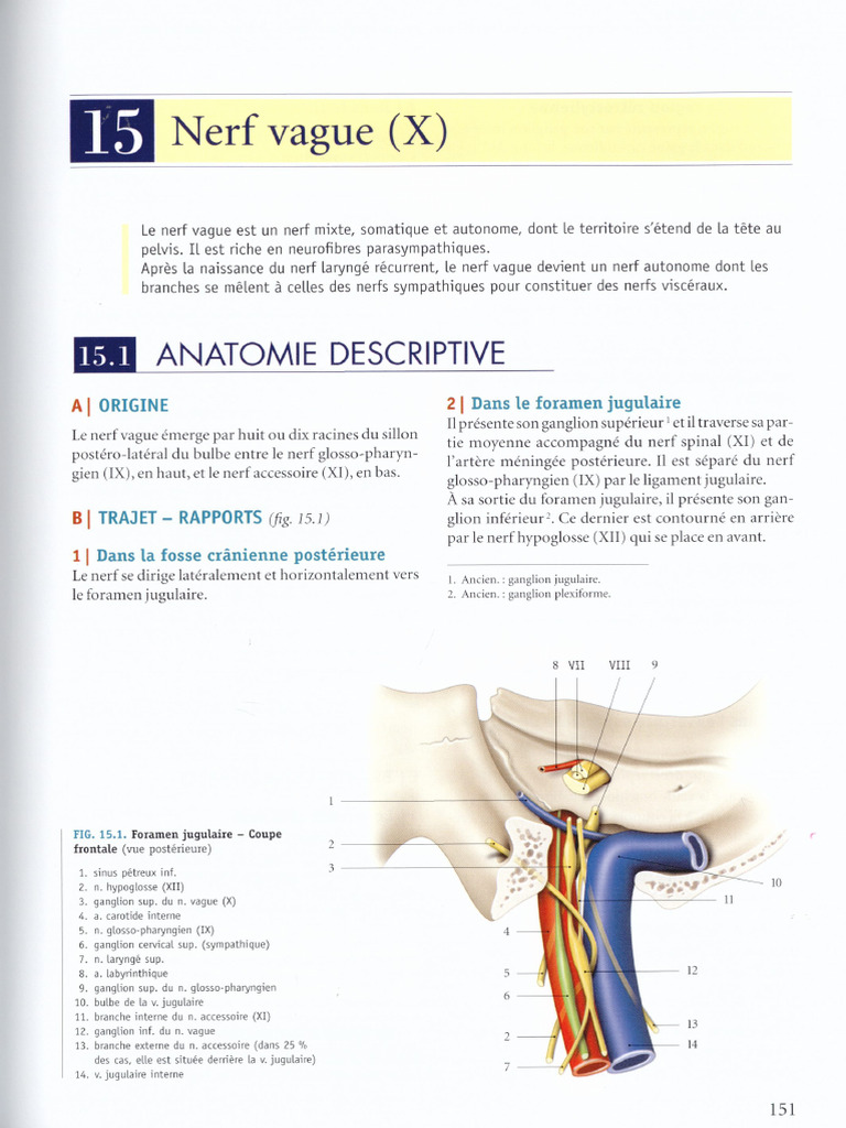Vagus Nerve at The Cranial Base | PDF
