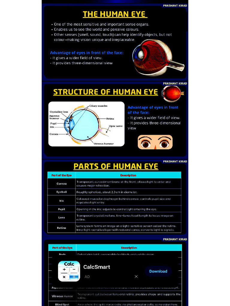Human Eye | PDF