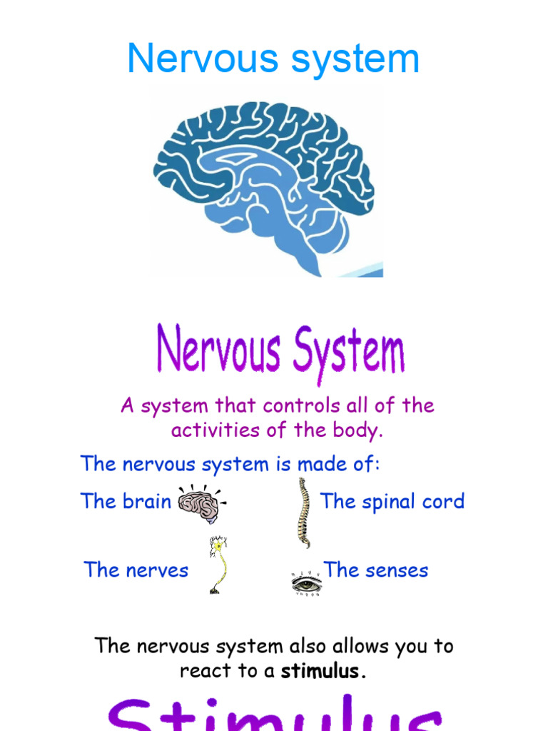 Overview of the Nervous System Functions | PDF | Axon | Nervous System