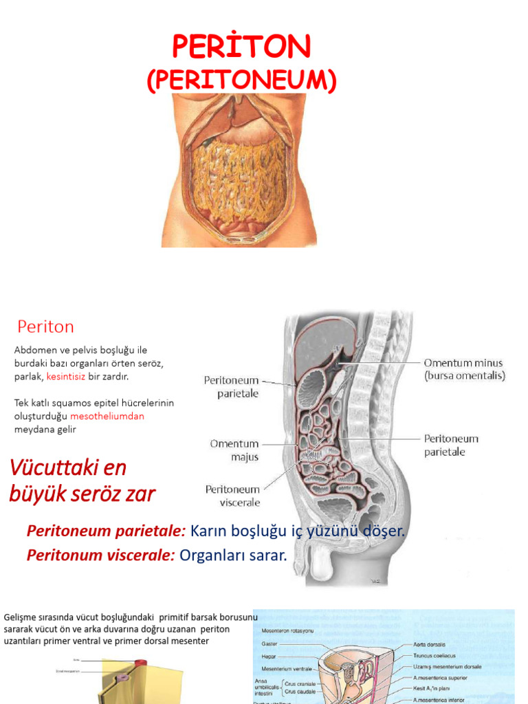 8 Periton | PDF
