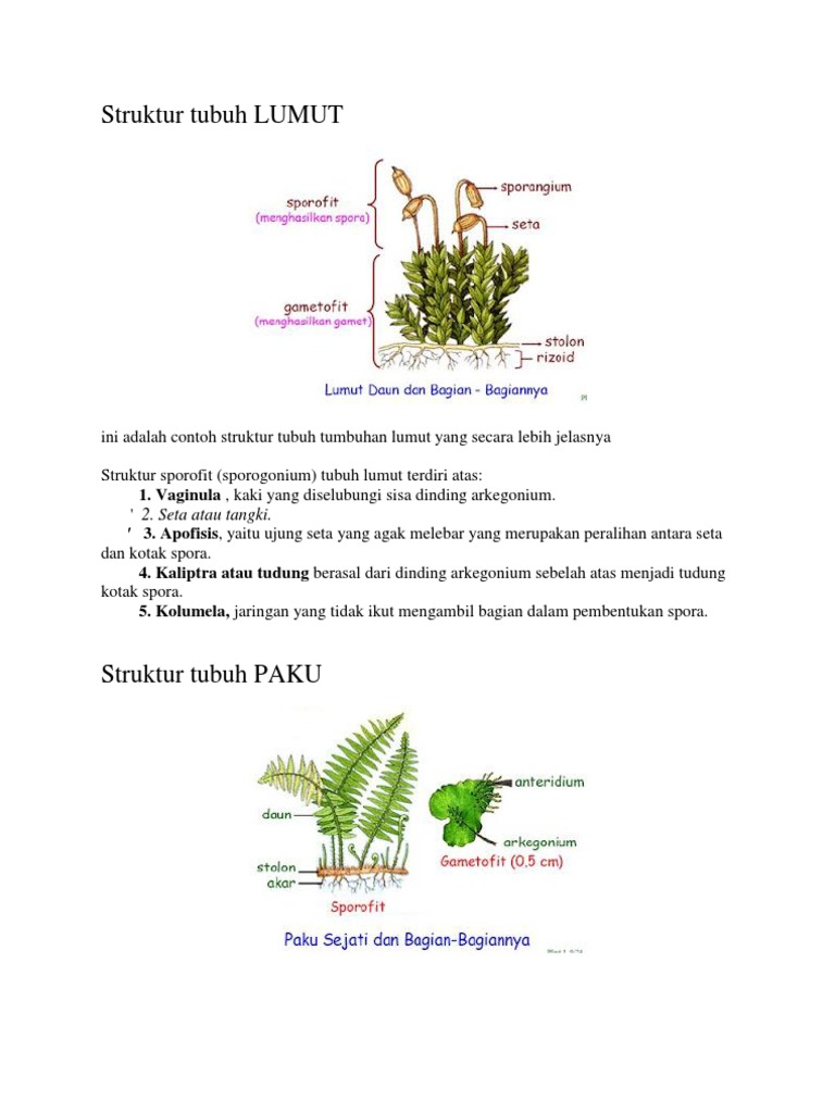 Struktur Tubuh Lumut