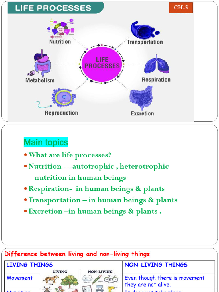 Understanding Life Processes in Organisms | PDF | Digestion | Stoma