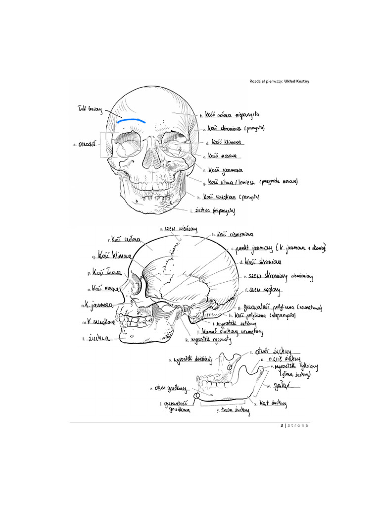 Anatomia Kostny Odp | PDF