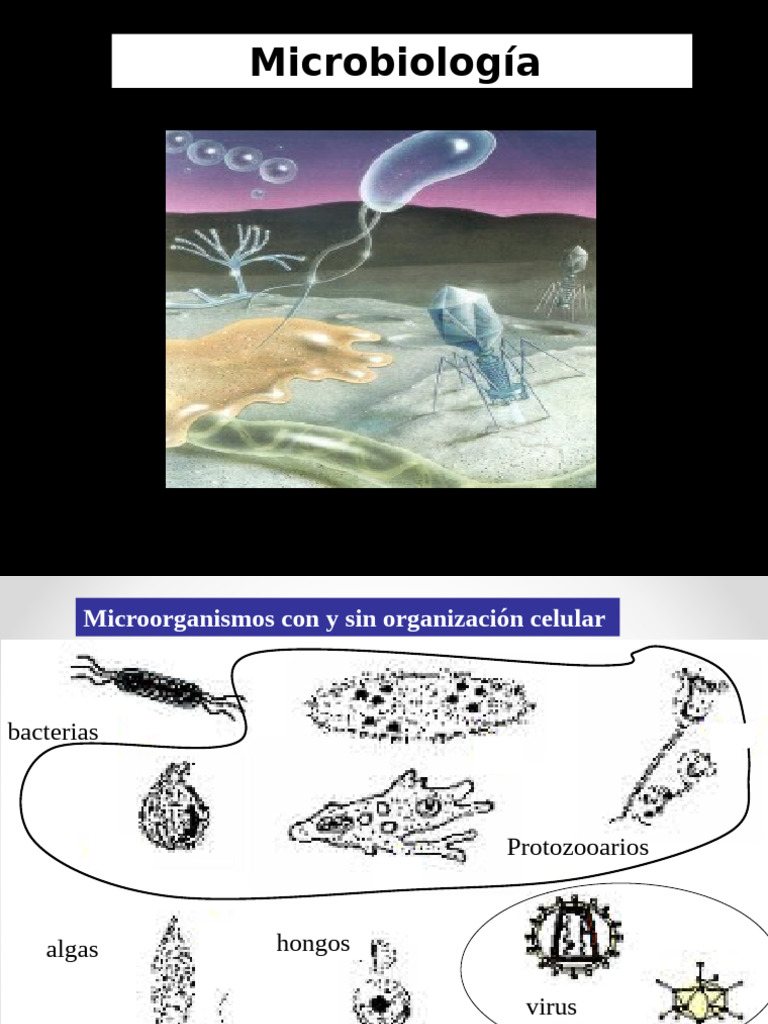 3 Microorganismos | PDF | Virus | Las bacterias
