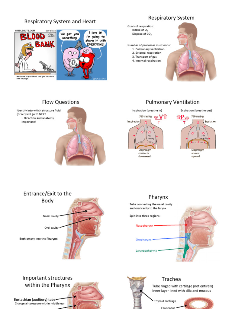 Respiratory and Heart System Overview | PDF | Lung | Respiratory System