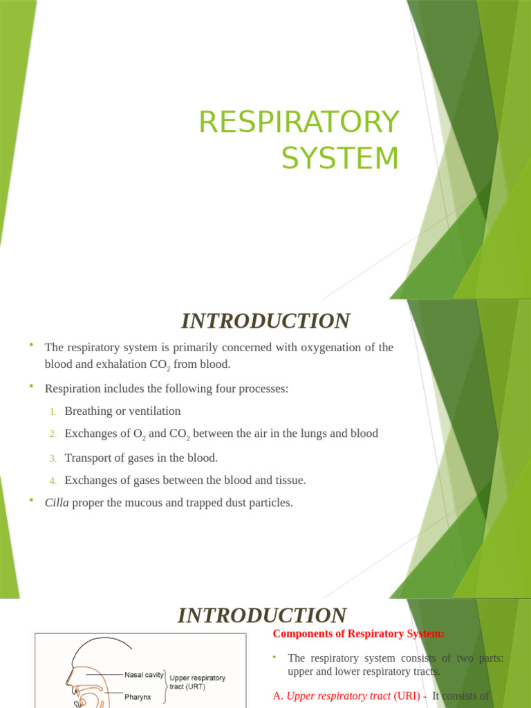 Overview of the Respiratory System | PDF | Human Nose | Respiratory Tract