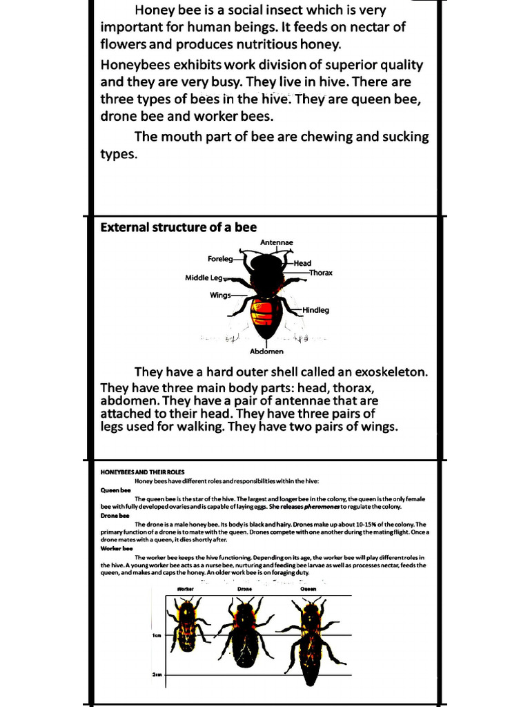 Honey Bee Class 10 | PDF