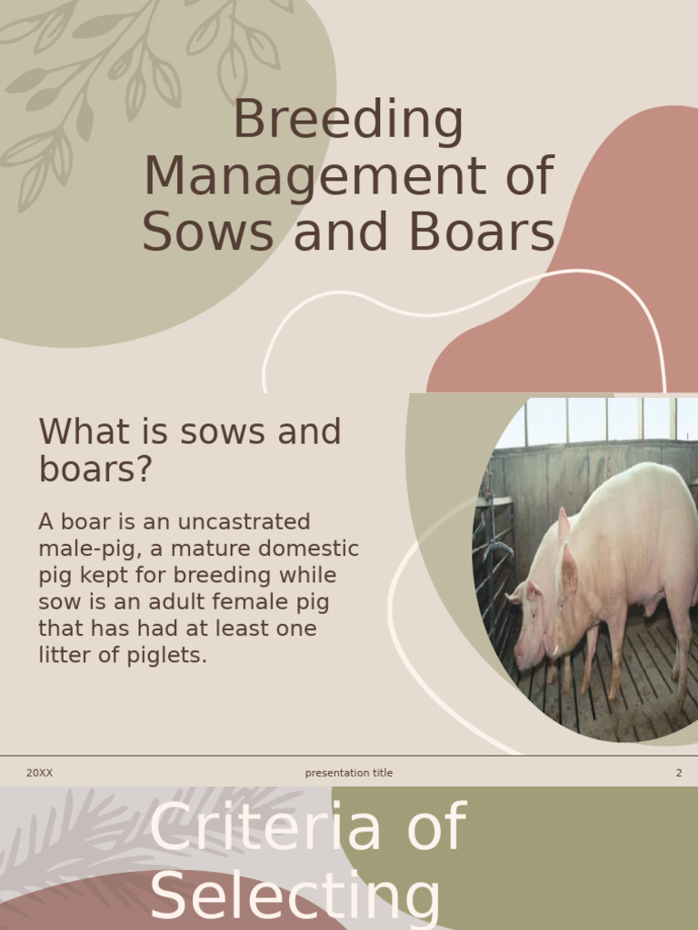 Breeding Management for Sows and Boars | PDF | Pig | Animal Sexuality
