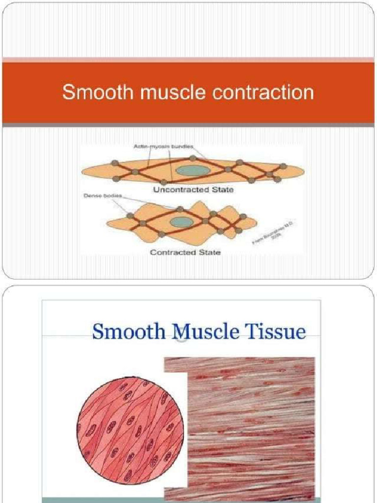 Smooth Muscle | PDF