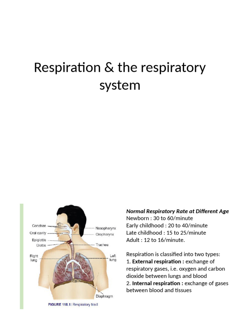 Understanding Human Respiration System | PDF | Respiratory Tract ...