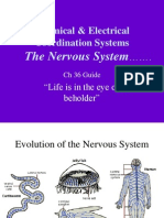 Nervous System