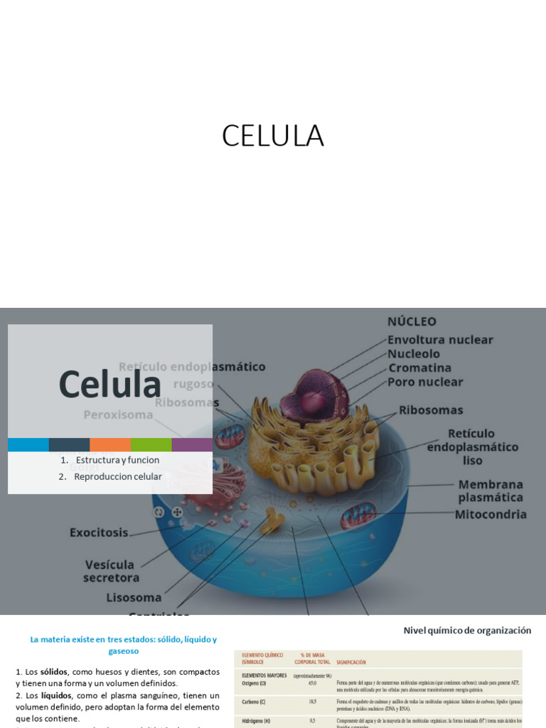 Estructura y Función de la Célula | PDF | Citoplasma | Membrana celular