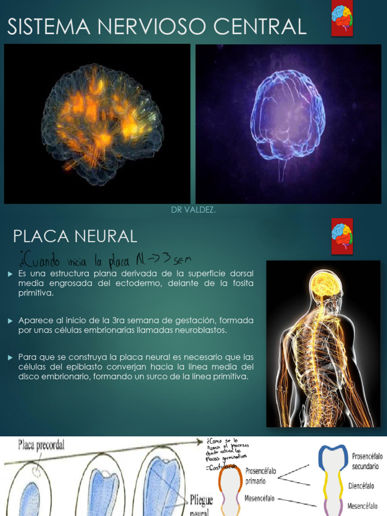 Estructura y Funciones del Sistema Nervioso | PDF | Sinapsis | Cerebro