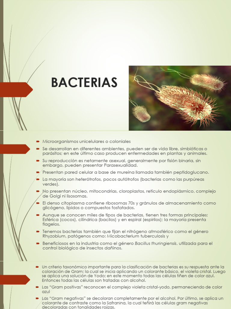 Estructura y Clasificación de Bacterias | PDF | Las bacterias ...
