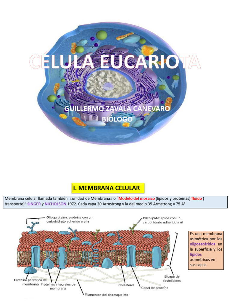 Estructura y Funciones de la Membrana Celular | PDF | Membrana celular ...