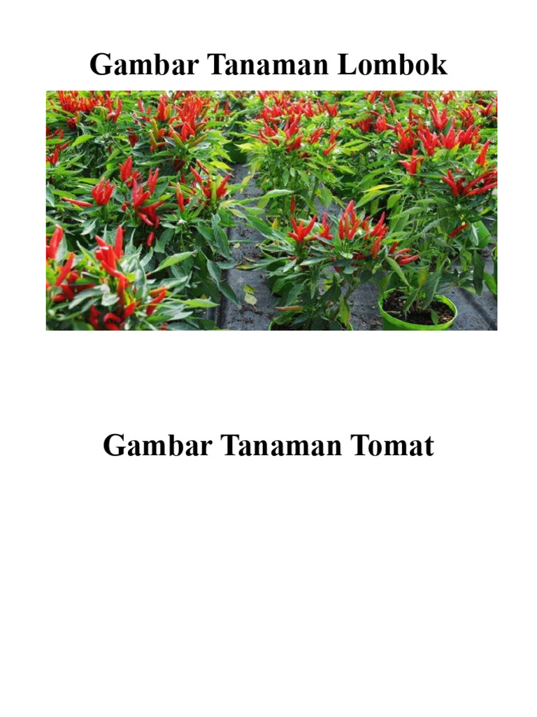 Gambar Tanaman | PDF