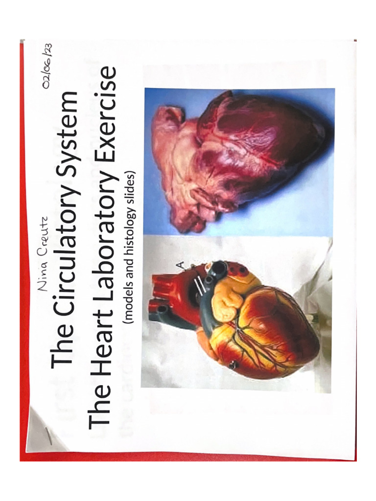 Circulatory Heart | PDF