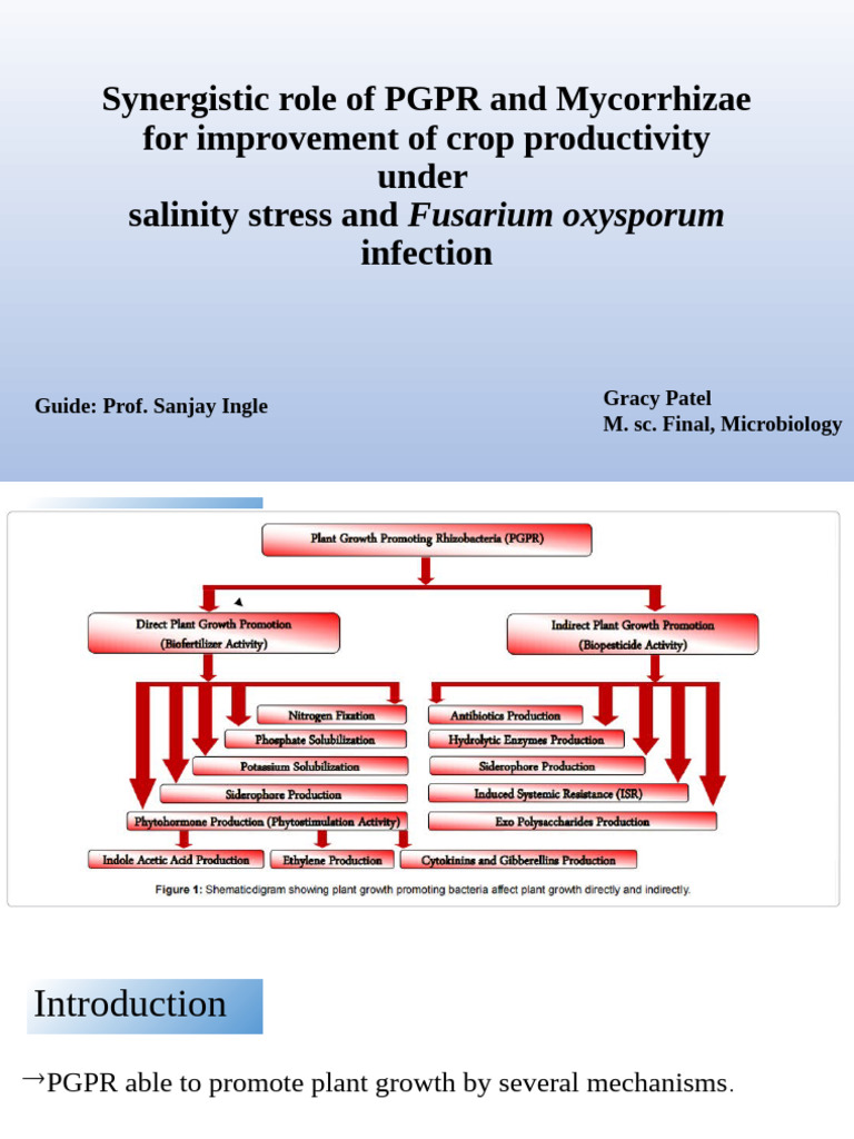 Enhancing Crop Yield with PGPR and Mycorrhizae | PDF | Organisms | Biology