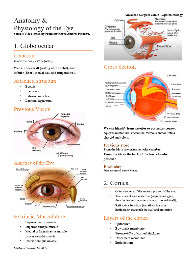 Eye Anatomy and Physiology Overview | PDF | Cornea | Human Eye