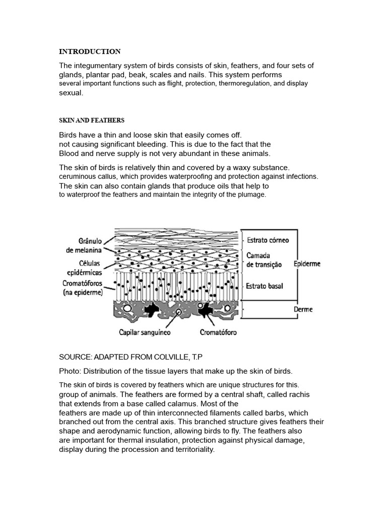 Bird Integumentary System Overview | PDF | Feather | Integumentary System