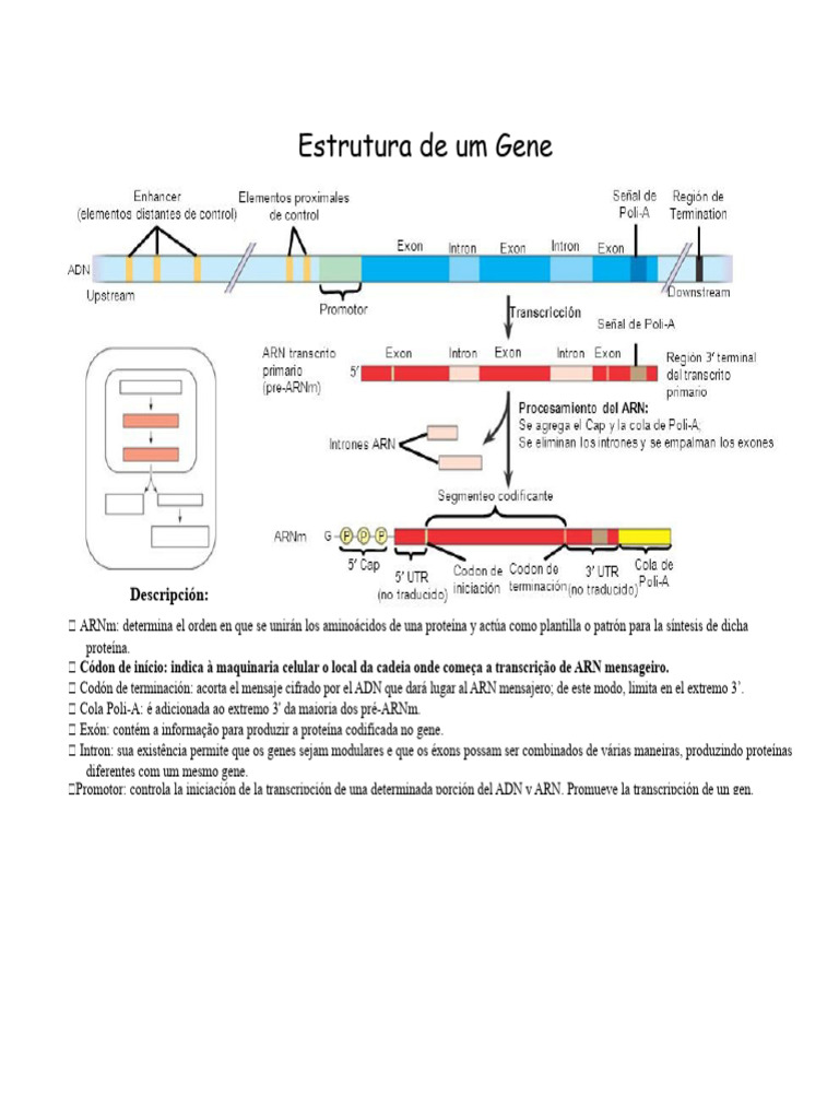 Estrutura de um Gene | PDF