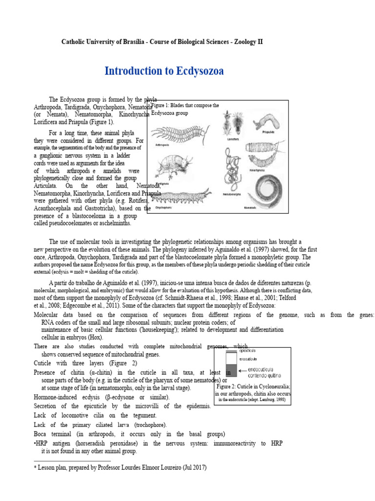 Understanding Ecdysozoa Phylogeny and Traits | PDF | Protostomes