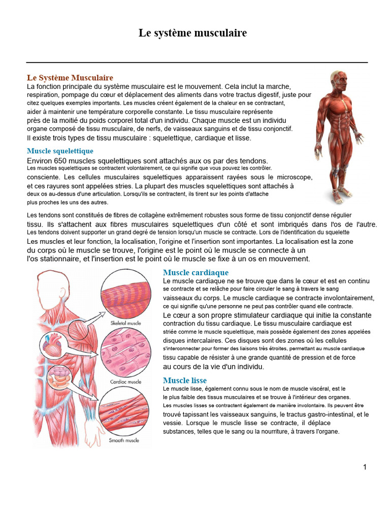 Comprendre le Système Musculaire | PDF | Muscle | Muscle squelettique