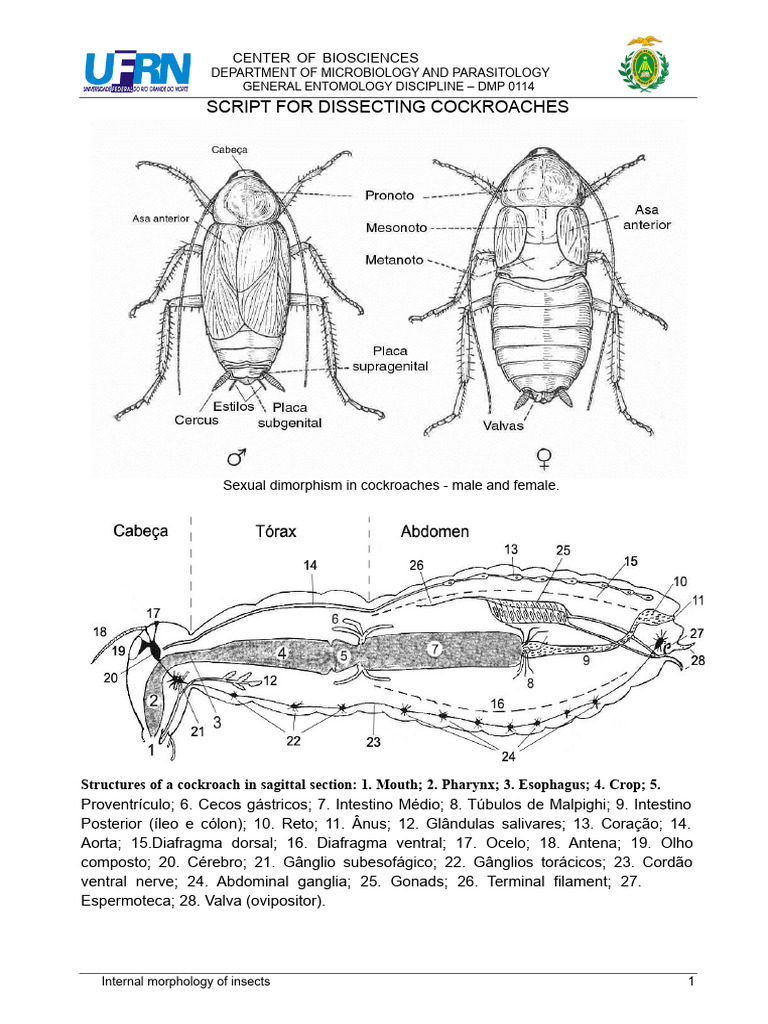 Cockroach Dissection Guide: Anatomy Insights | PDF | Circulatory System ...