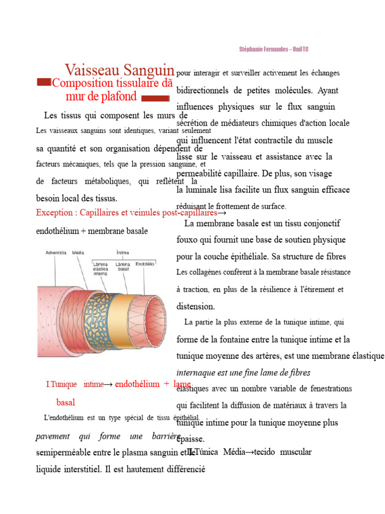 Anatomie et Fonctions des Vaisseaux Sanguins PDF Artère Vaisseau — free download
