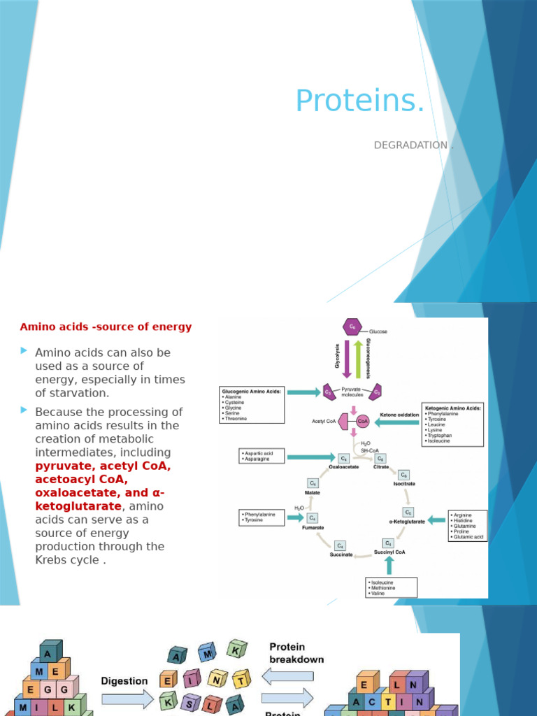 Amino Acids and Metabolism Pathways | PDF | Pyruvic Acid | Diet & Nutrition