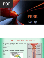 Understanding the Penile Raphe Line | PDF | Genitourinary System ...