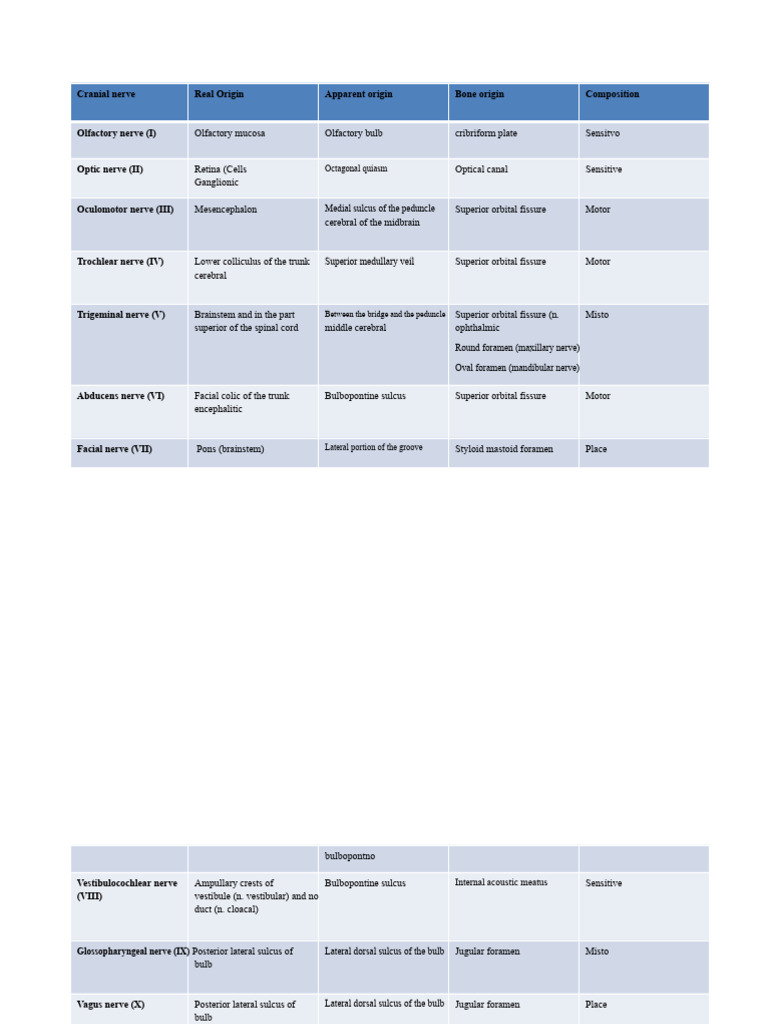 Overview of Cranial Nerves Anatomy | PDF | Brainstem | Nervous System