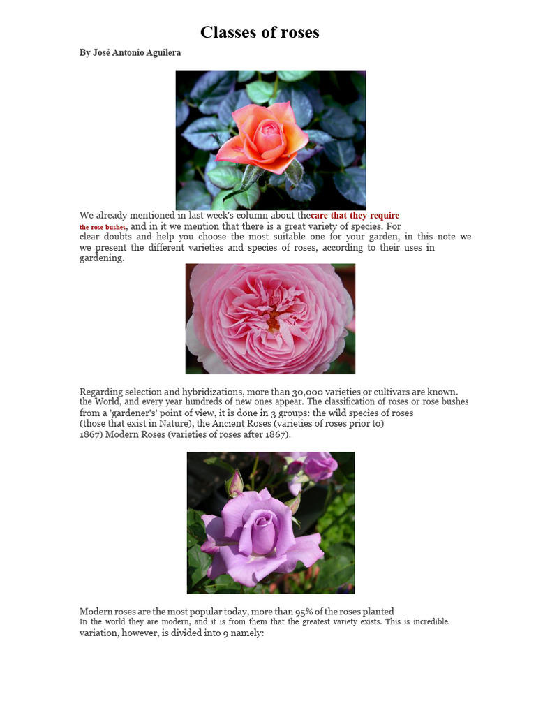 Types of Roses for Gardening | PDF | Rose | Plants