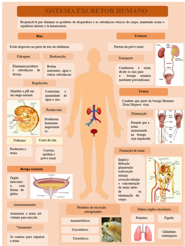 Funções do Sistema Excretor Humano | PDF | Rim | Urina