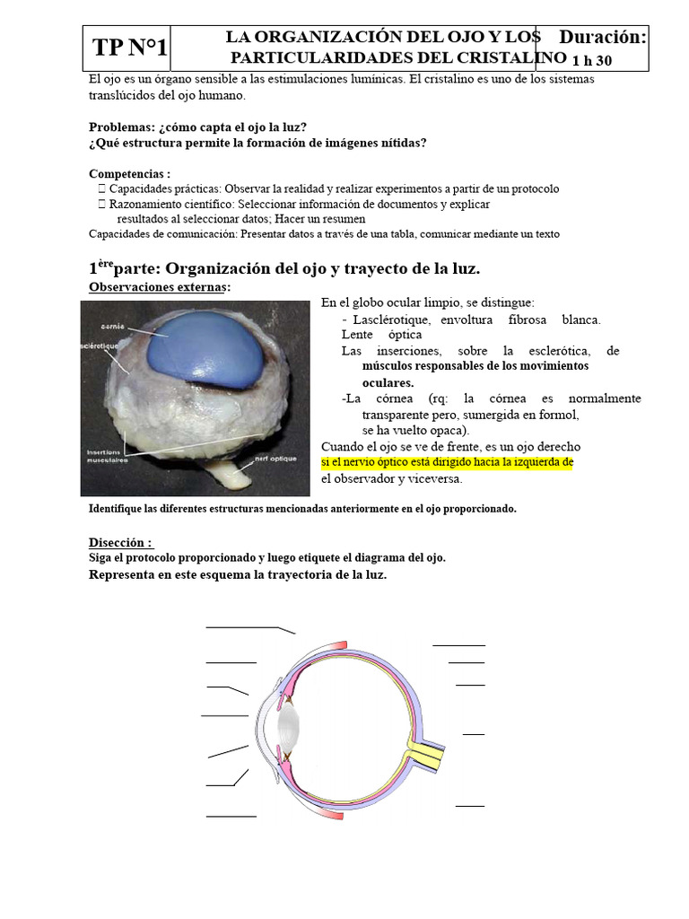 TP1 Disección Ojo de buey Cristalino | PDF | Ojo | Ojo humano