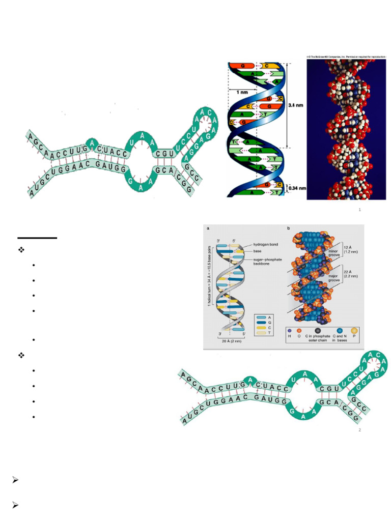 Nucleic Acids: DNA & RNA Structure | PDF | Dna Replication | Rna