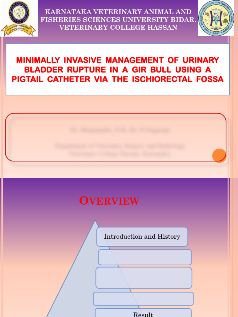 Minimally Invasive Bladder Repair in Bulls | PDF | Urinary System | Urine