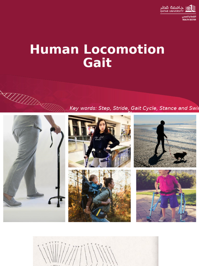 Understanding Human Gait Mechanics | PDF | Foot | Anatomical Terms Of ...
