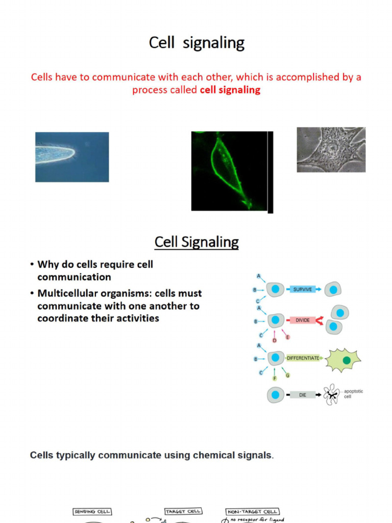 4th Chap Signal Transduction Pathway | PDF