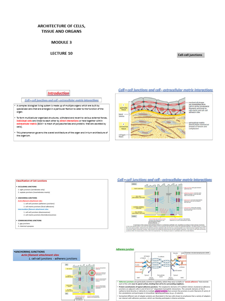 Cell Junctions and Cadherin Types Explained | PDF | Cell Adhesion | Actin