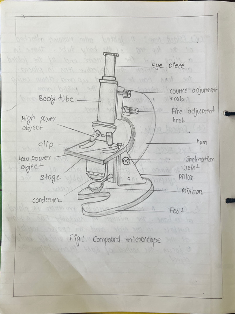 H.S First Year Botany Practical | PDF