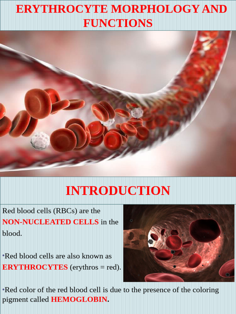 Erythrocyte Structure and Functions | PDF | Red Blood Cell | Blood Cell