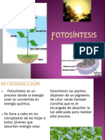 fotosintesis