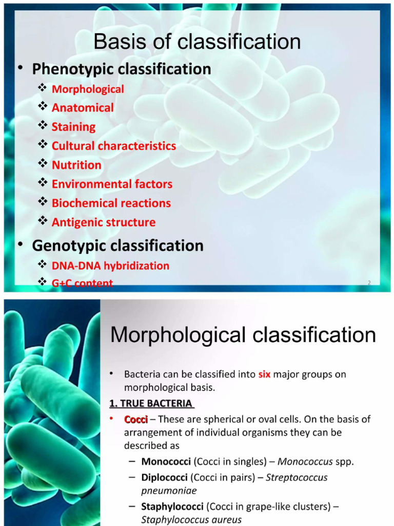 Classification of Bacteria | PDF