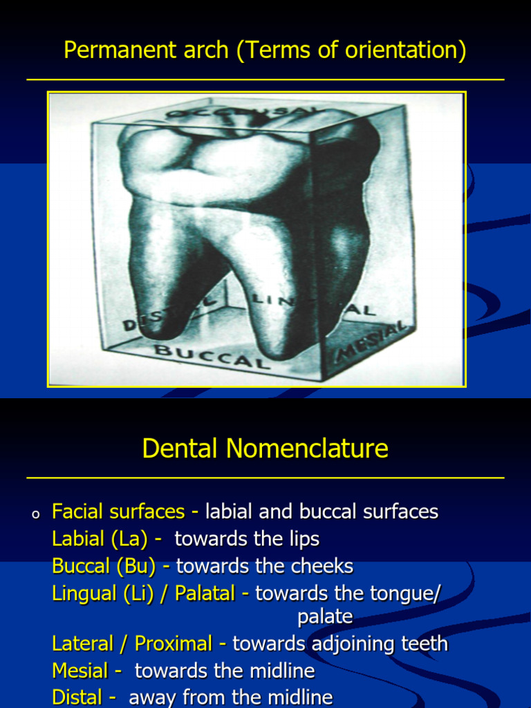 Dental Nomenclature and Orientation Terms | PDF